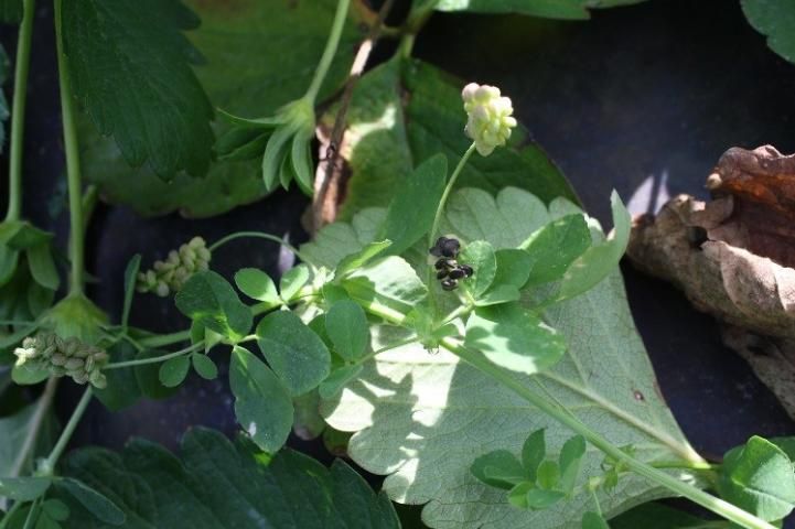 Figure 6. Black medic immature and mature seed clusters while growing on a live plant.