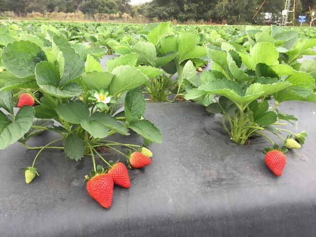 Figure 2. Plants and fruit of 'Florida Brilliance' at the Florida Strawberry Growers Association in Dover, Florida in December 2016.