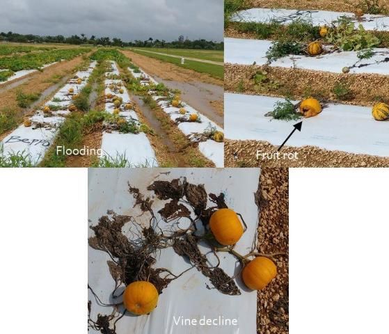 Figure 5. Fruit rot and vine decline caused by flooding resulting from heavy rainfall.