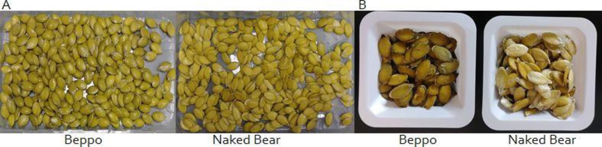 Figure 2. Freshly harvested seeds (A) and dried seeds (B) of 'Beppo' and 'Naked Bear' pumpkin cultivars.