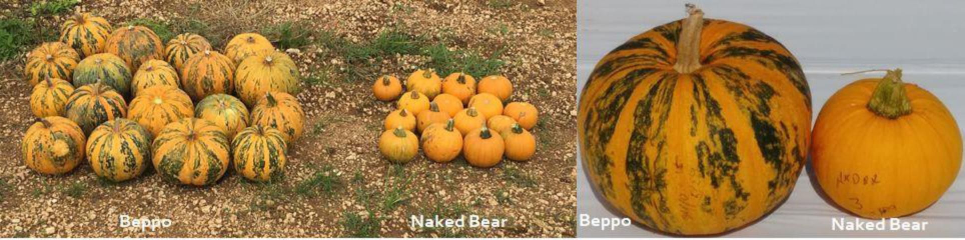 Figure 3. Differences in fruit rind color and fruit size between 'Beppo' and 'Naked Bear' cultivars.