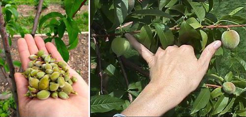 Figure 8. Hand thinning: proper fruit size and proper spacing.