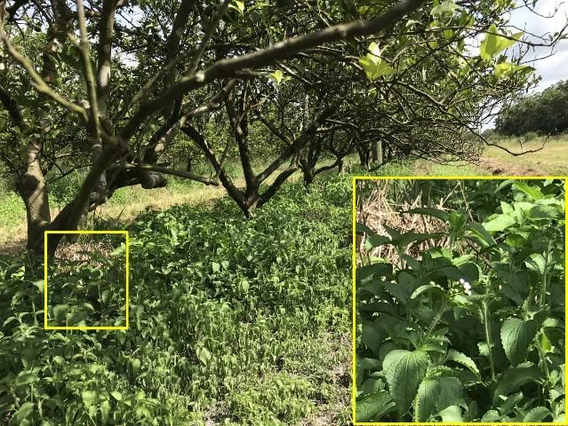 Figure 4. Heavy infestation of tropical whiteweed in citrus tree rows in a citrus grove in Hendry County, FL.