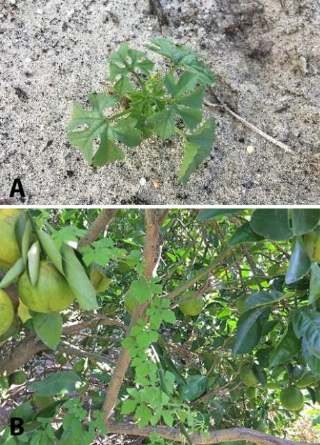 Figure 4. Balsam apple vine, a member of the Cucurbitaceae family, a) as a young plant, and b) as a mature vine.