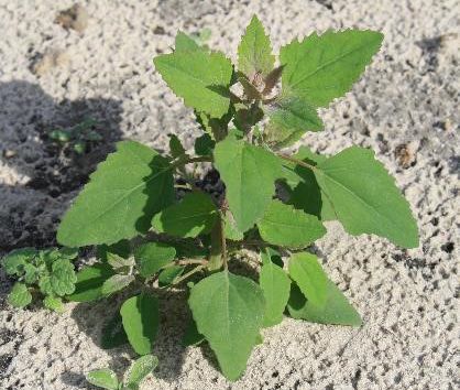 Figure 2. Common lambsquarters, a member of the Amaranthaceae family.