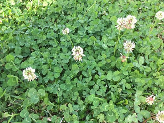 Figure 6. White clover, a member of the Fabaceae family.