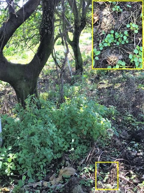 Figure 1. Clustered pellitory in a citrus grove. New seedling emergence shown in the inset.