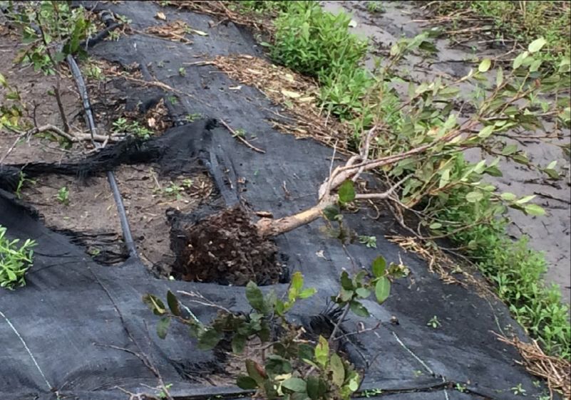 Blueberry plants uprooted during Hurricane Irma.