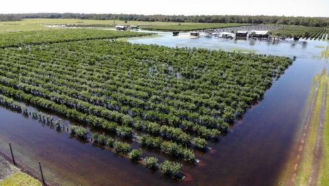 Flooding in blueberry field from Hurricane Ian.