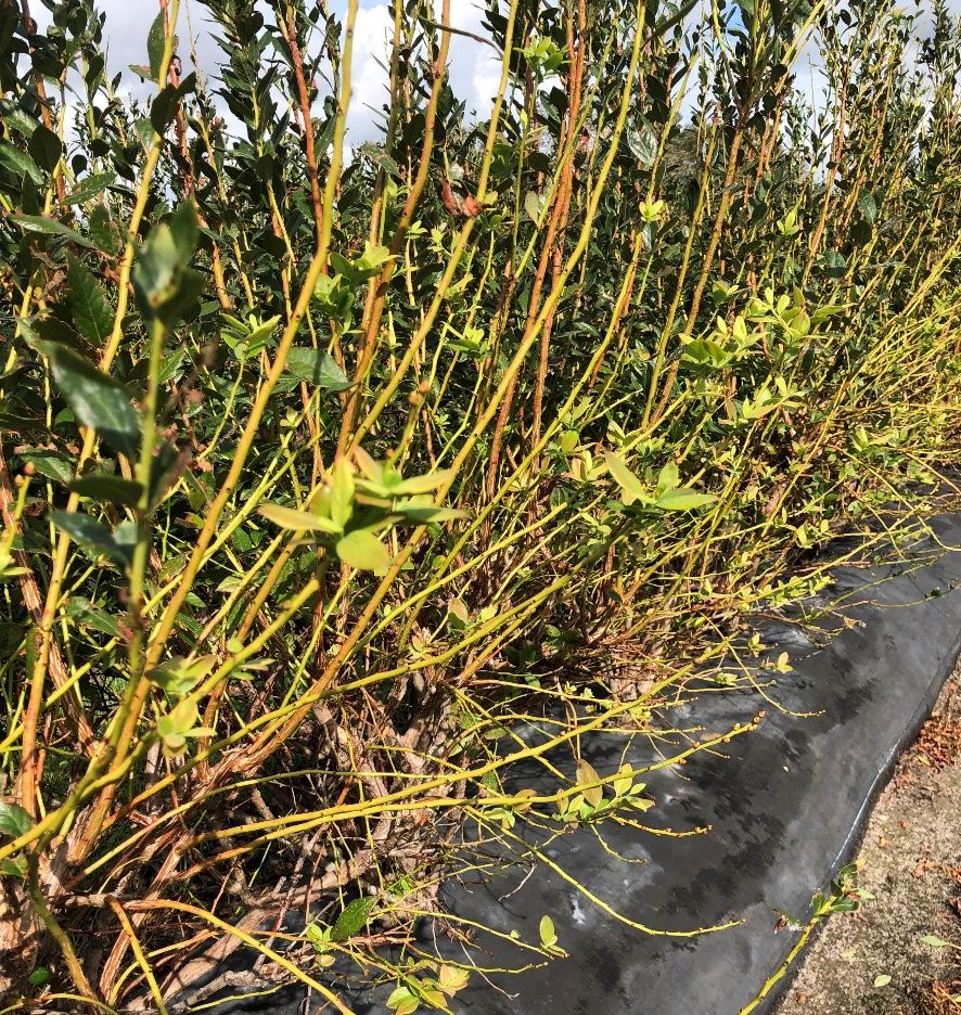 Blueberry plants defoliated during Hurricane Ian.