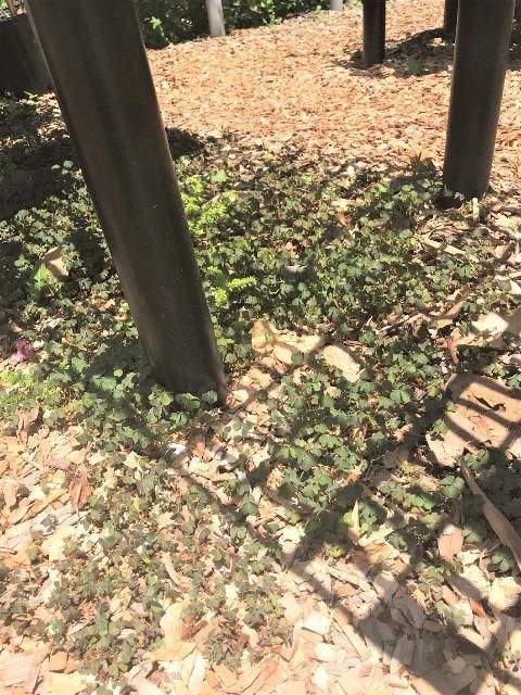 Figure 1. Creeping wood sorrel growing under nursery benches.