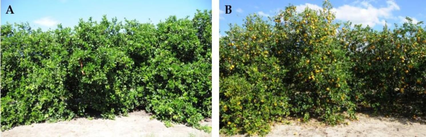 Figure 2. CLas-positive Valencia trees in central (A) and southwest (B) Florida (high psyllid pressure) under an intensive nutrition and irrigation program. These trees yielded more than 2.5 boxes per tree.