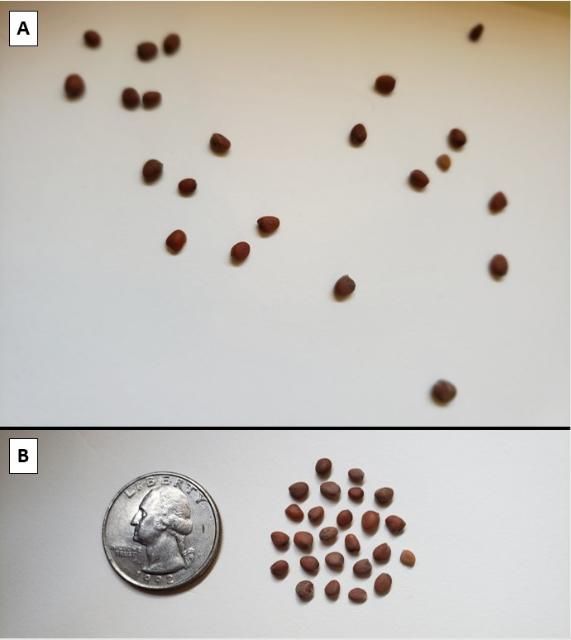 Figure 3. Daikon radish seeds (A) and with a quarter for scale (B).