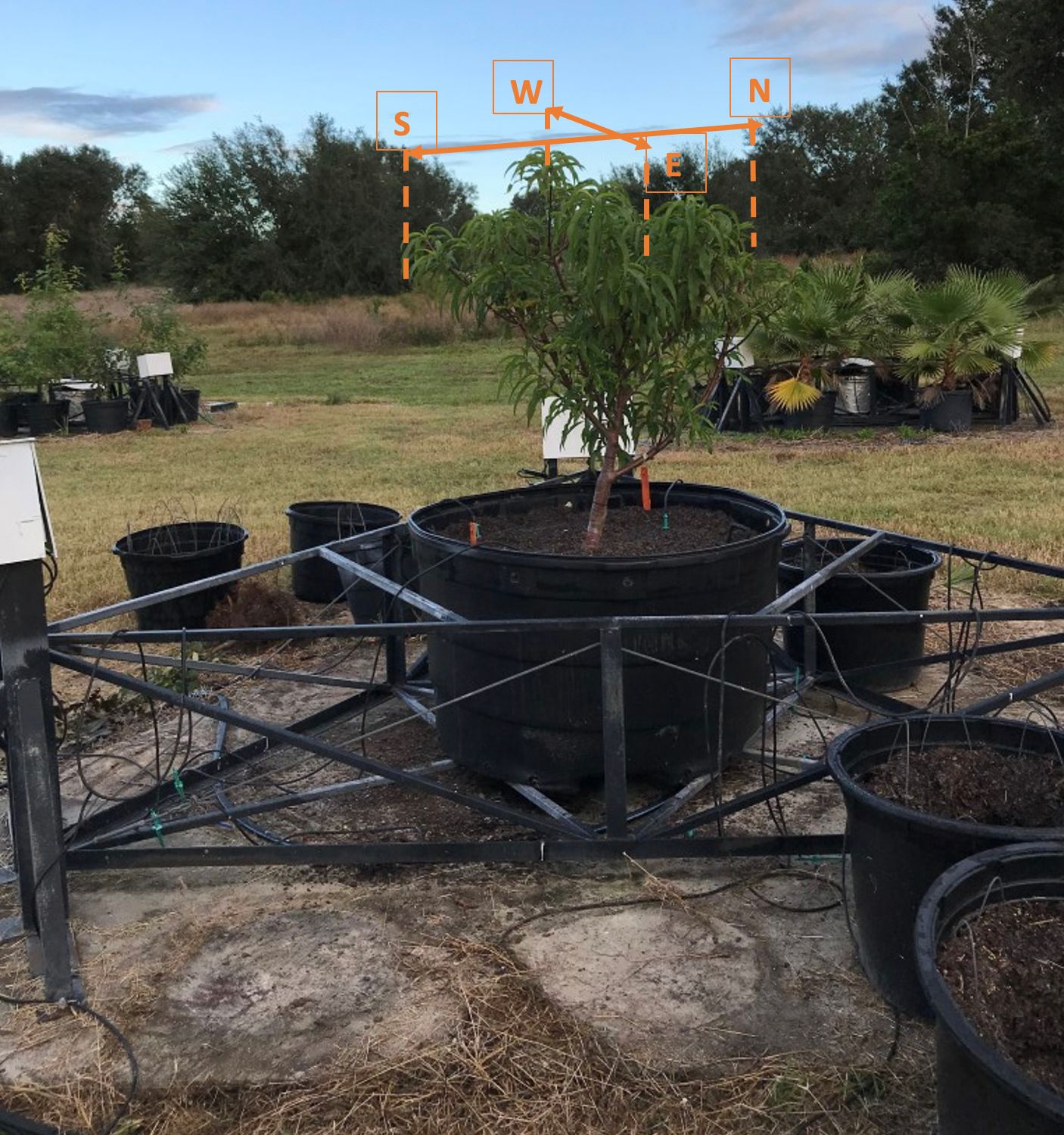 Weighing lysimeter used to determine the actual evapotranspiration (ETA) of young peach trees by weighting the volume of water is lost by evf4aporation and transpiration daily. The yellow arrows indicate the projected canopy area measurements in feet. 