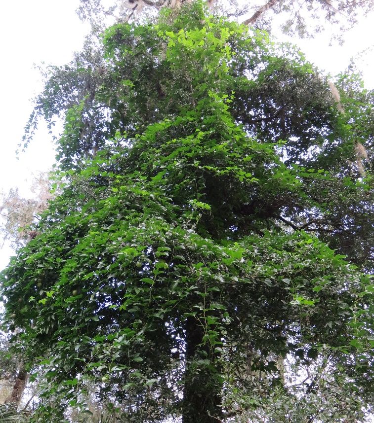 P. edulis ‘Zarigüeya Púrpura’ (‘Possum Puprple’) trepando a un árbol. 
