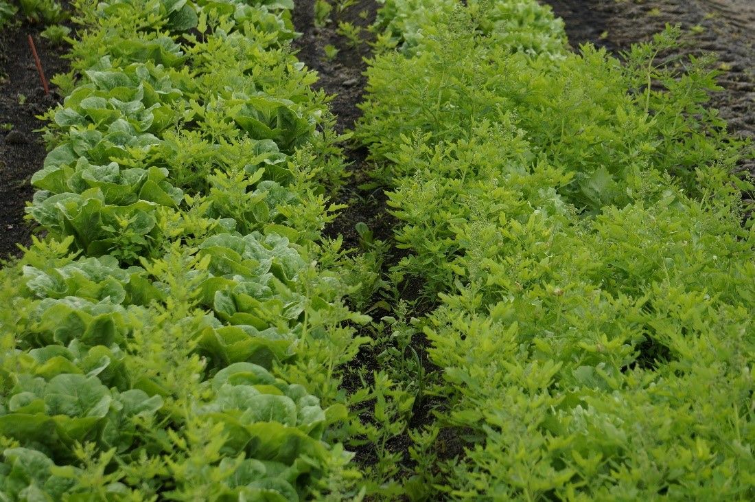 Lettuce field overrun with weeds. The interference of weeds in crop production is an important factor limiting the availability of phosphorus to plants.