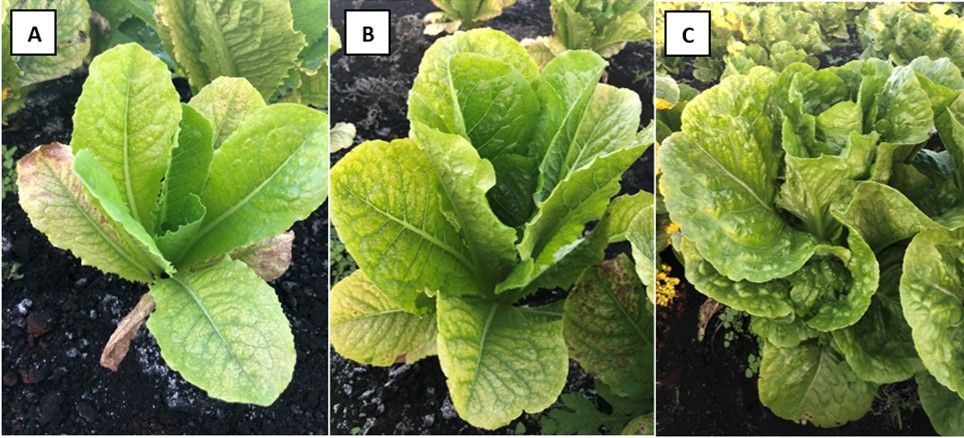 Different levels of phosphorus deficiency symptoms in lettuce, from severe (A), to moderate (B), and to absent (C).