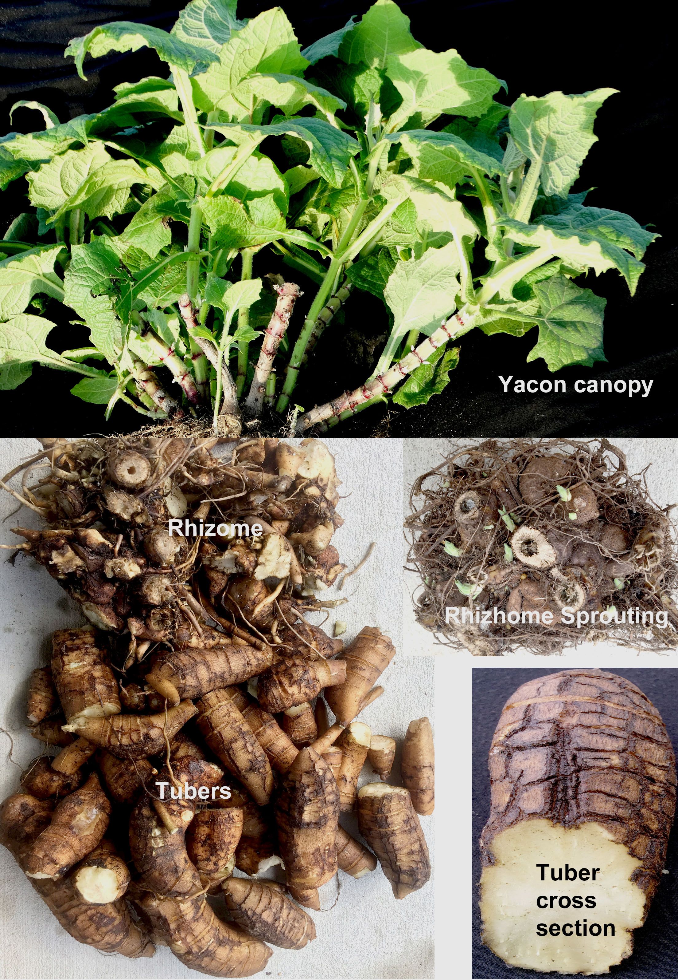 Canopy, rhizomes, rhizome sprouting, tubers, and tuber cross section of yacon plant. 