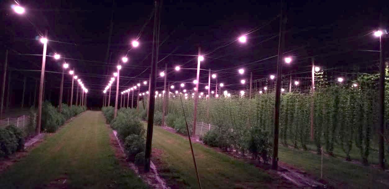 Hemp plots (three rows on the left) next to hops plots (on the right) with supplemental lighting at night (UF/IFAS GCREC). 