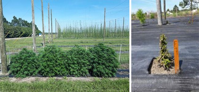 Hemp cultivar Cherry Blossom × T1 two months after planting with (left) or without (right) supplemental lighting at UF/IFAS GCREC. For reference, the orange stake in the photo with no light (right) is approximately 30 cm in length.  