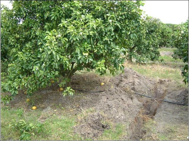 Figure 11. Root system and canopy condition of 11-year-old Marsh grapefruit trees on Sun Chu Sha growing adjacent to the poor trees on Swingle. The view is from the furrow toward the bed crown.