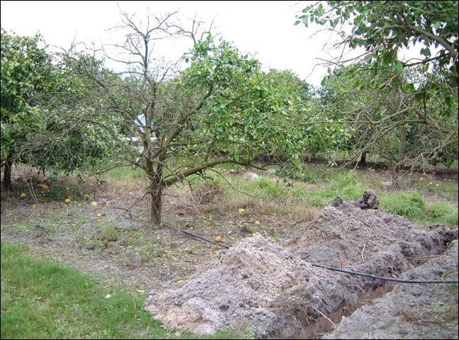 Figure 9. Root systems of 11-year-old Marsh grapefruit trees on Swingle rootstock grown on a double-row bed in a poor area of Riviera soil.