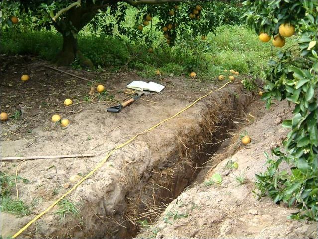 Figure 3. Root systems of good 15-year-old Redblush grapefruit trees on Swingle citrumelo rootstock grown on a double-row bed in Riviera soil. The view is from the bed crown toward the furrow.