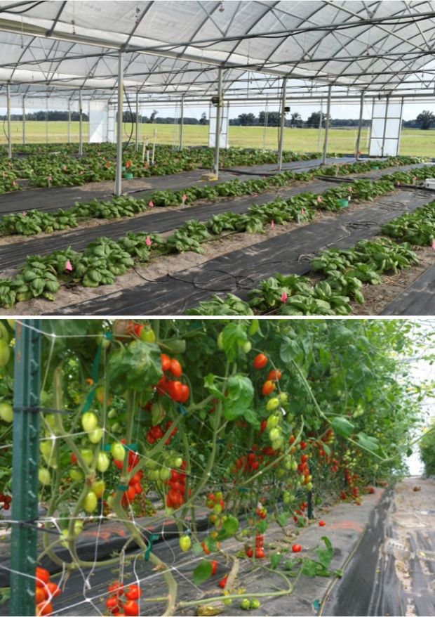 Vegetables grown in flat (left) or raised (right) beds in Citra, FL.