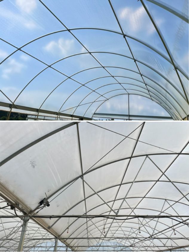 High tunnels with a single layer (left) vs. double layers (right) of polyethylene.