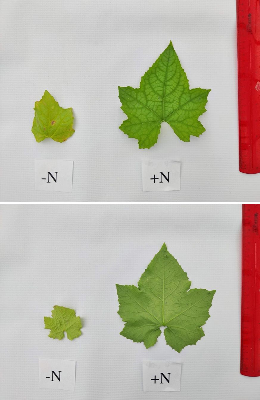 Luffa leaf upper surface (top image) and lower surface (bottom image) without (left) or with (right) N supply of 10% strength of Hoagland nutrient solution. Necrosis occurred on the leaf without N supply, and the leaf curled downward rather than upward. 