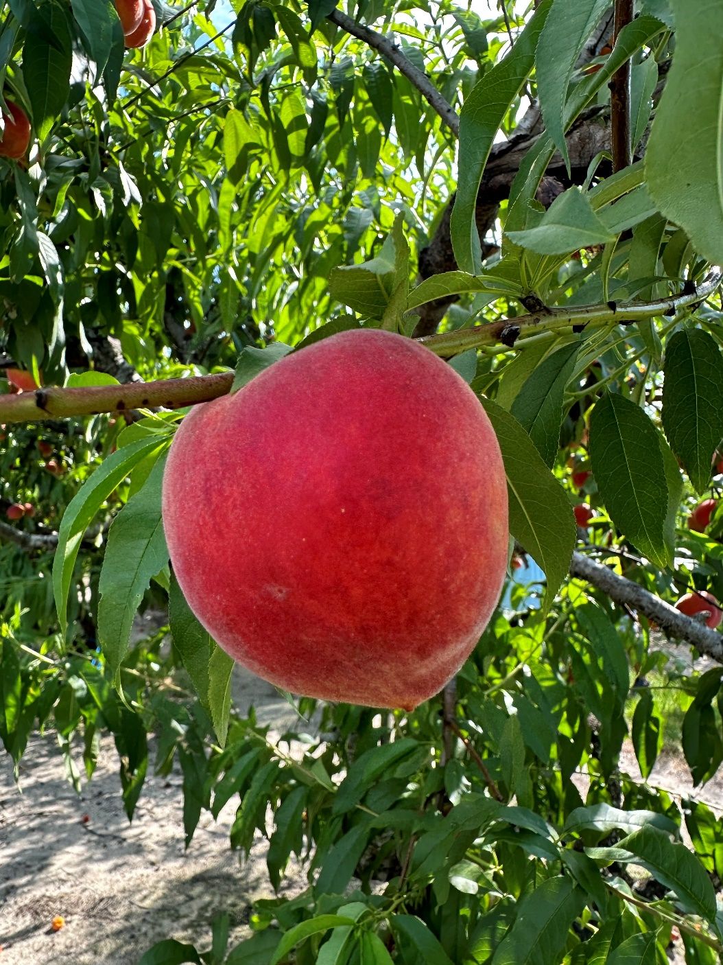 Ripe ‘UFSun’ peach fruit.