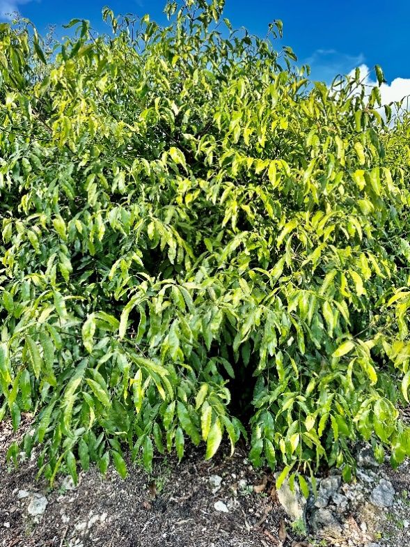 Eight-year-old achachairú tree. 