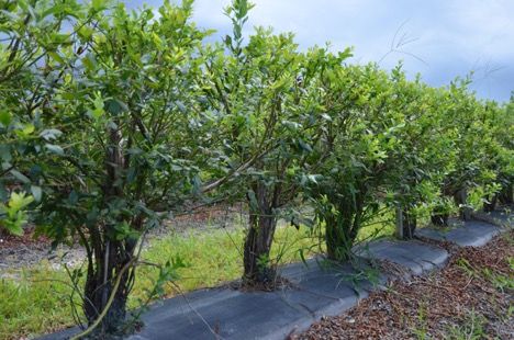 Blueberry plants trained for narrow crowns.