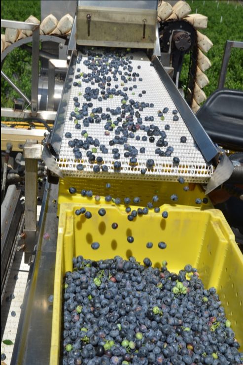 Harvester conveyor emptying blueberries into fruit lugs.