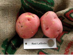 Figure 10. Red-skinned potato 'Red LaSoda'
