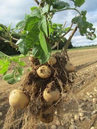 Figure 5. Tuber bulking (60–120 days, depending on variety): Tubers enlarge and sugars and starches accumulate. The rate of nutrient uptake at this time decreases.