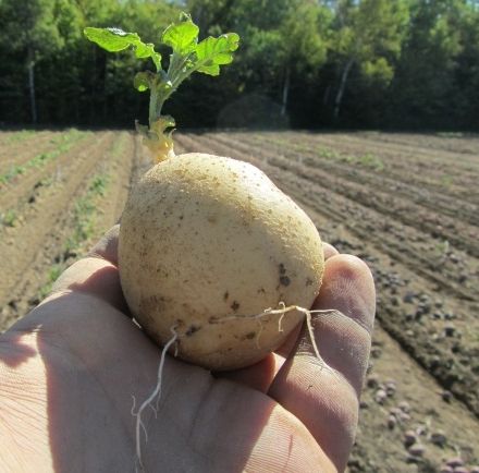 Figure 2. Sprout development (0–30 days): Potato eyes develop sprouts that emerge from the soil. The seed piece is the primary source of energy and nutrients at this stage of development.