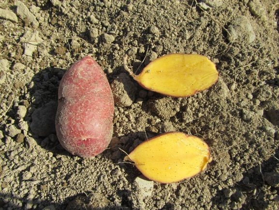 Figure 14. Red-skin yellow-flesh potato