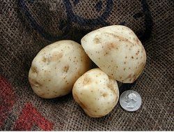 Figure 17. 'LaChipper' potatoes demonstrating appropriate seed piece size. Small tubers can be planted without cutting.