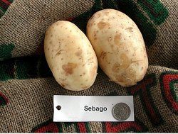 Figure 8. White-skinned potato 'Sebago'