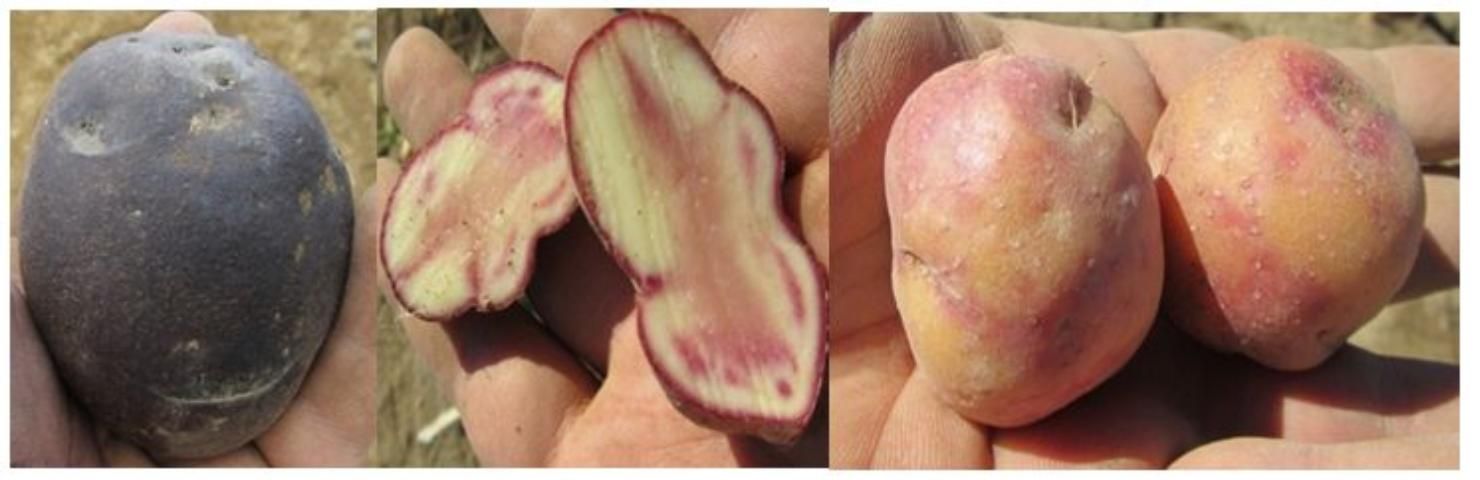 Figure 15. Examples of exotic potatoes that are not yet available commercially.