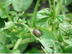 Figure 20. Mature Colorado potato beetle