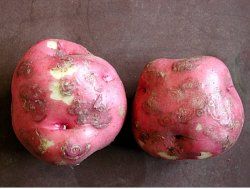 Figure 21. Red potatoes with corky ringspot viral lesions. Virus is transmitted by the stubby-root nematode.