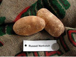 Figure 12. Russset potato variety 'Russet Norkotah'