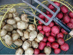 Figure 23. Baskets of potatoes and a potato fork used for harvesting