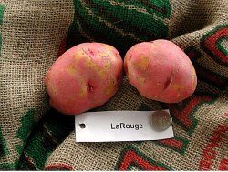 Figure 11. Red-skinned potato 'LaRouge'
