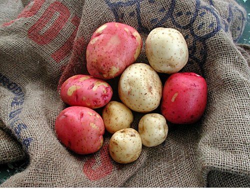Figure 1. Red and white potatoes are grown commercially in Florida.