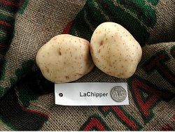Figure 7. White-skinned potato 'LaChipper'