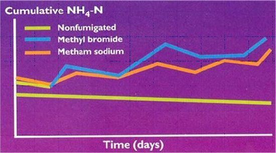 Figure 3. Effect of soil fumigation on the level of NH4+ converted into NO3-, during nitrification process.