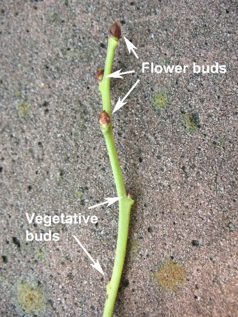 Figure 1. Blueberry shoot with vegetative and flower buds
